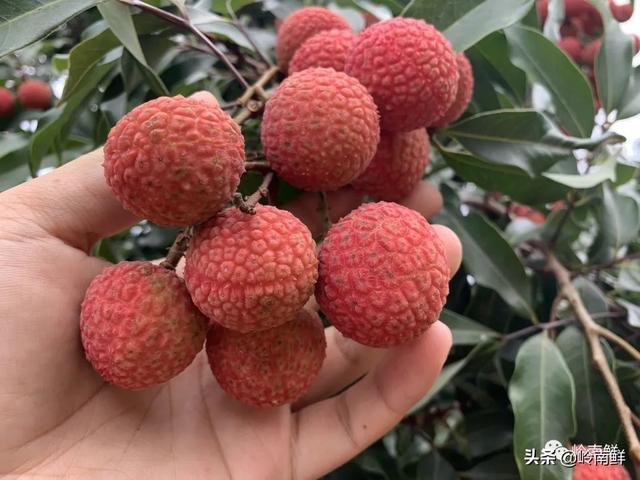 荔枝图序原文，荔枝图序原文及拼音朗读（中国最好吃的荔枝在哪里）