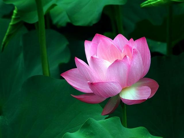 花，花好月圆人长久（72种鲜花欣赏图片）