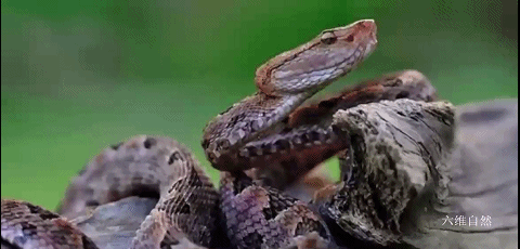 猫为什么可以跟毒蛇打架，猫和蛇打架猫不怕毒吗（重庆一只小猫叼着小毒蛇回家）