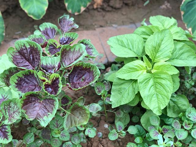 高菜是什么菜,高菜是什么样的(多吃这种"5高菜")