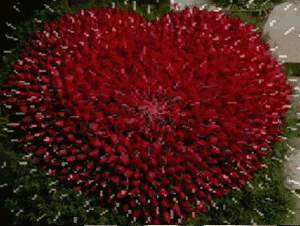 999朵玫瑰，送你999朵动态玫瑰花（999朵玫瑰邰正宵）