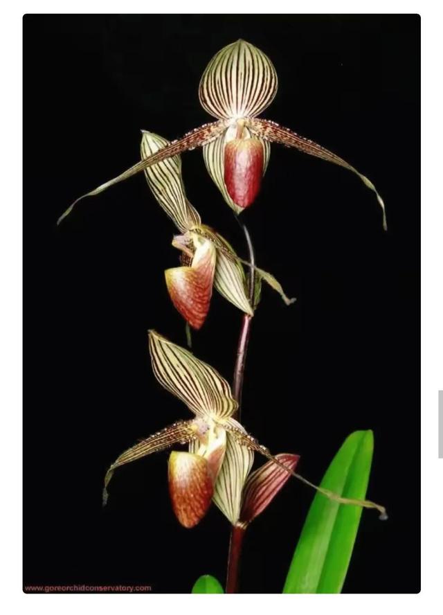 世界上最贵的花，世界上什么花最贵（世界上最贵的花你知道有多贵吗）