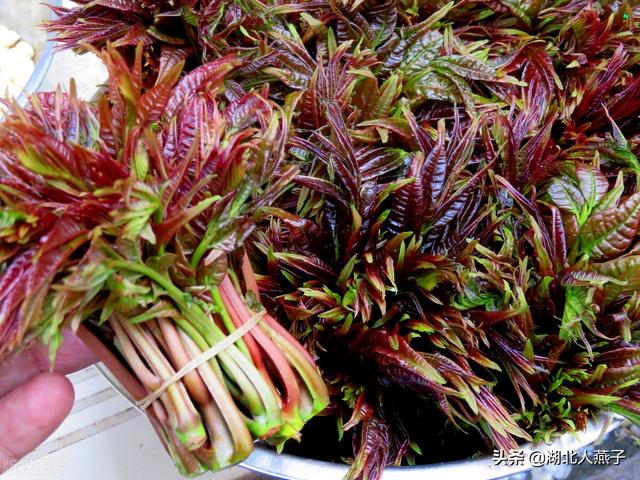 农村100种野菜图片，野菜的种类（常见的野菜图片与名字）