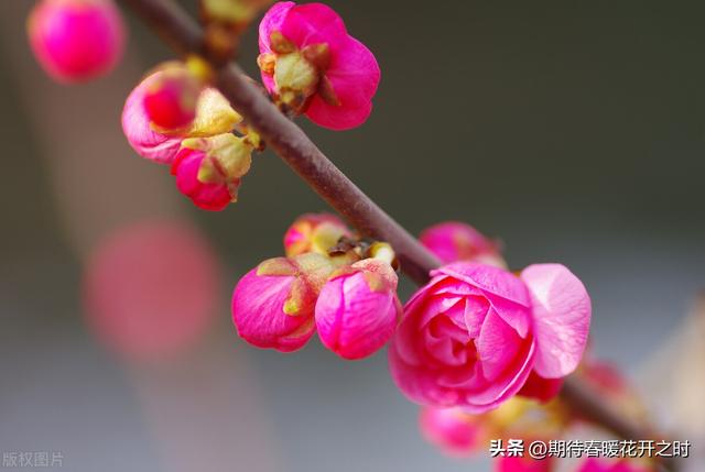 梅花的象征意义，梅花的象征意义小练笔50字（梅花-寓意坚强忠贞）