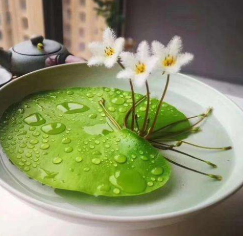 家庭水生花卉的常用种类，盆栽水生花卉有哪些（因为它们都是“水生花”）