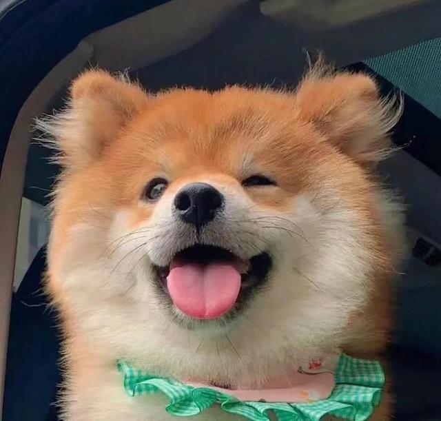 可爱漫画小狗头像微信，可爱漫画小狗头像（治愈系小柴狗头像）