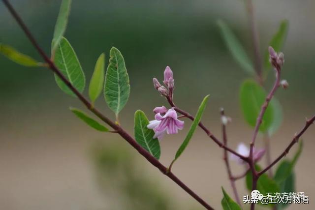 五蠹是哪五个，指的是哪五蠹？之首是儒术吗（中国麻类作物大全）