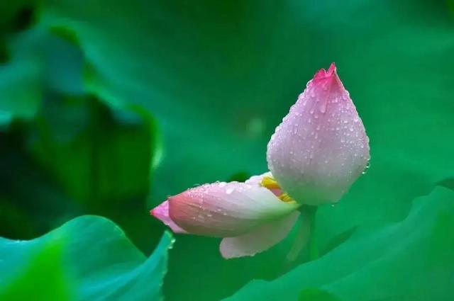 轻诺必寡信下一句，轻诺必寡信下一句是什么（《道德经》：夫轻诺必寡信）