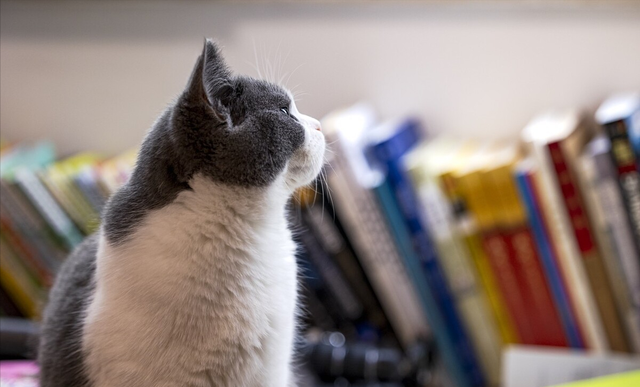 养品种猫和宠物猫有什么区别，“宠物猫”和“田园猫”的区别