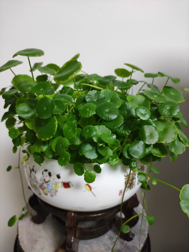 十二生肖配对什么花，十二生肖的花配（新年有新的福气花）