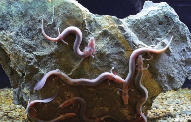 世界上最懒的动物，世界上唯一懒的动物（可7年不吃不喝不运动）