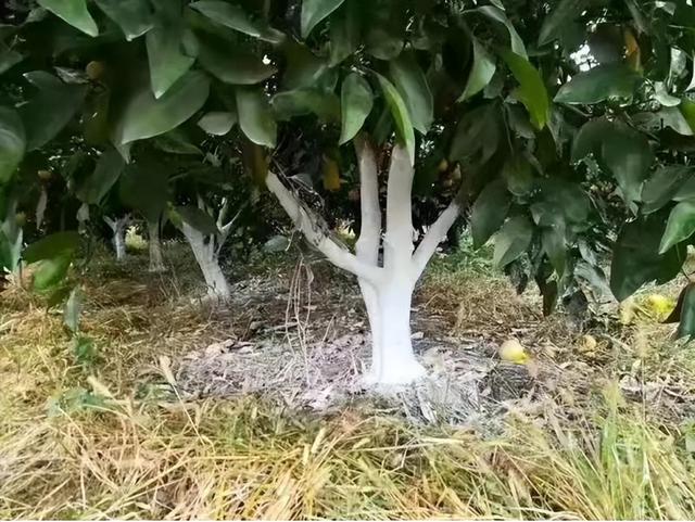 树干涂白剂的简易调配方法，树干涂白剂的制作方法（白附美：纳米级树干专用涂白剂）