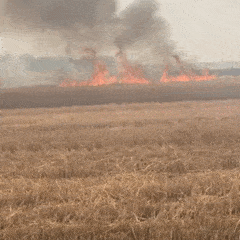 禁止烧秸秆是谁提出来的，不能烧秸秆是谁提出来的（秸秆焚烧：沿袭千年的农业习俗）