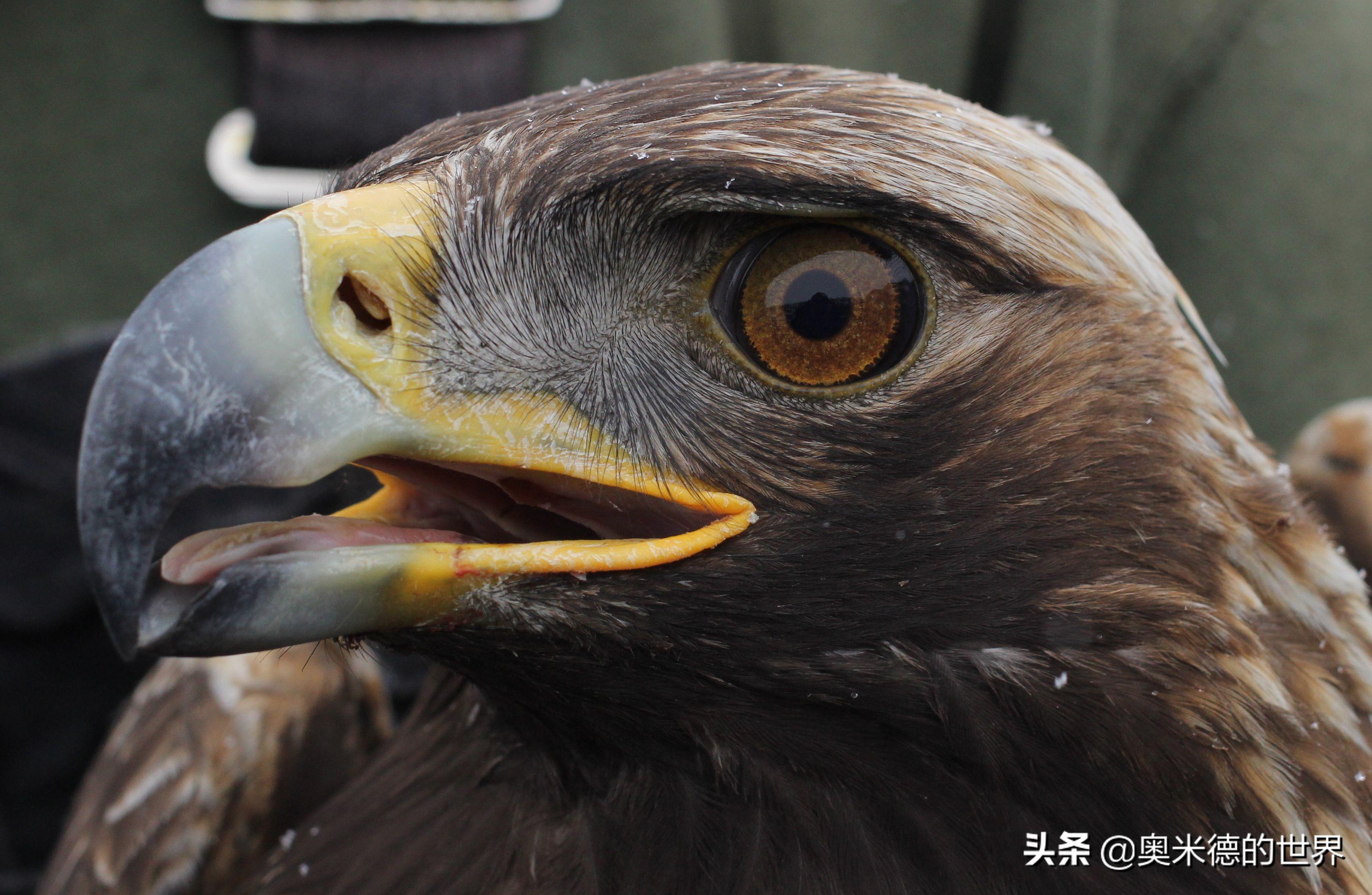 世界上速度最快的15种动物,猎豹是冠军吗?