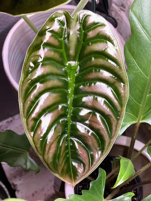 尖尾芋的养殖方法，教你从配土和浇水上养好这一大类植物