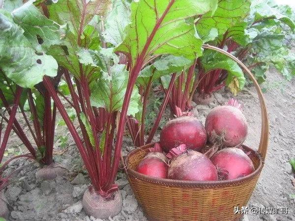 白砂糖和绵白糖的区别，绵白糖和白砂糖有什么区别（你以为白糖都是用甘蔗加工成的吗）