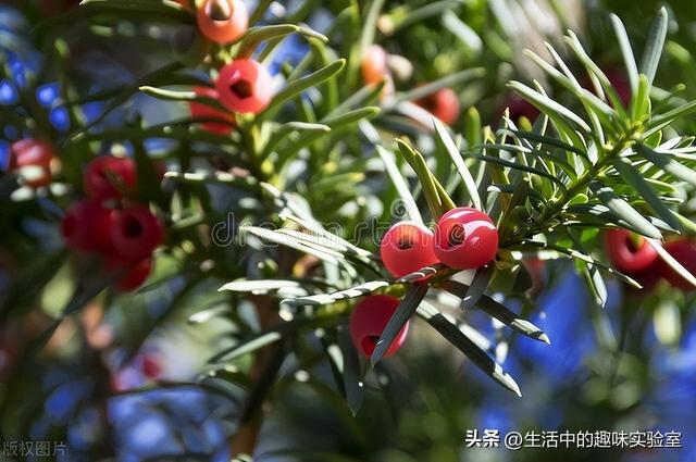 国家二级保护树种，有哪些是国家保护二级植物（这些植物是受国家保护的）