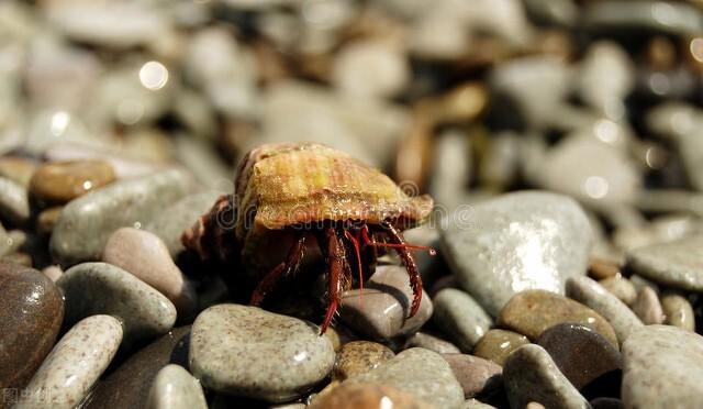 海螺吃什么东西，能吃水草吗（饲养海螺的条件、食物、寿命）