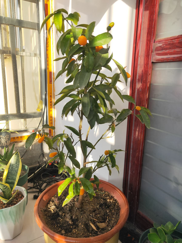 家里种什么果树招财又旺宅，家里种什么果树招财进宝（果树招财又吉祥）