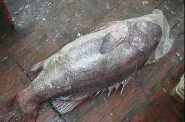 小黄鱼长大后会不会变成大黄鱼，为什么小黄鱼长不成大黄鱼（这几种鱼样子都很相似）