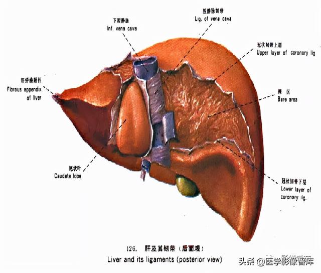 猪胆在肝的位置图片图片