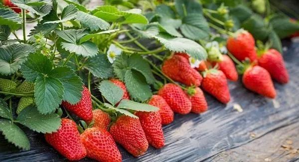 合肥有什么特产，安徽合肥的特产（你知道安徽有哪些特产么）