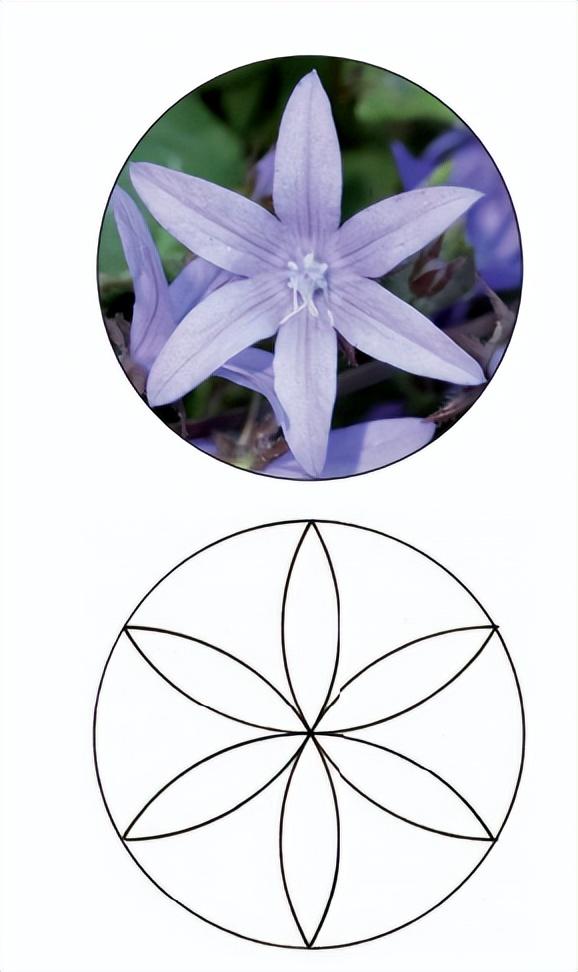 花朵的构造有哪些，花朵的组成结构（暴力拆解花朵的几何结构）