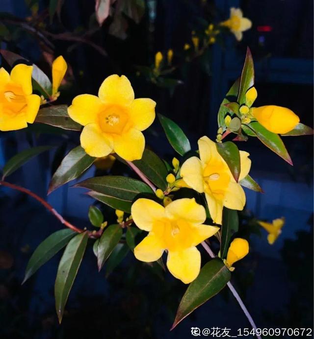 法国香水花，堪称开花界“航空母舰”（法国香水花有毒吗）