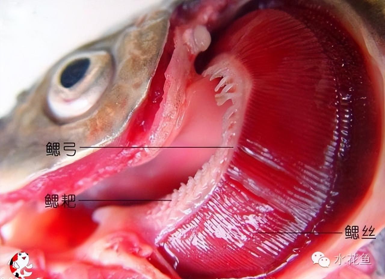 硬骨鱼类的鳃位于头的两侧,外有鳃盖覆盖.