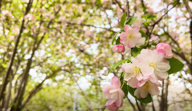 郑州周边免费景点，郑州最近免费旅游景点大全（不出郑州的8个赏花遛娃地）