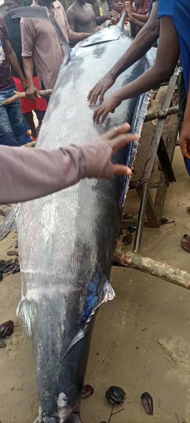 swordfish是什么鱼，swordfish是什么鱼怎么吃啊（非洲渔民抓到一条200斤大鱼）