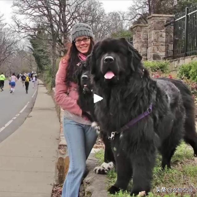 世界上耳朵最长的狗是什么，耳朵比较长的狗是什么（世界上最大的狗品种）