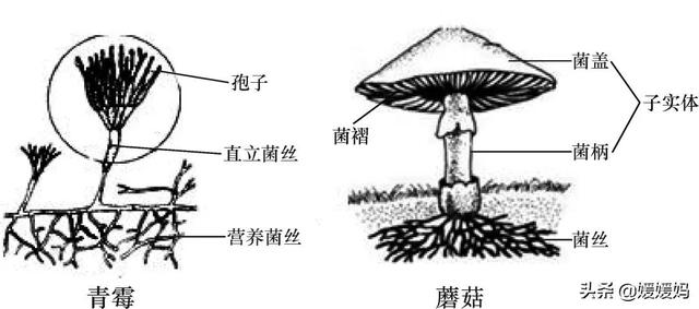 草履虫的结构，草履虫的结构层次模式图（应考技巧丨初中生物识图题常用结构示意图）