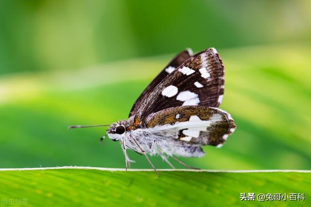 蝴蝶生活习性，蝴蝶王国（蝴蝶的生活环境和特点）