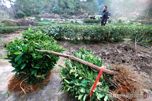 武夷山岩茶是什么茶，武夷山岩茶是什么茶?崇亮传播茶文化（我眼中的武夷山）