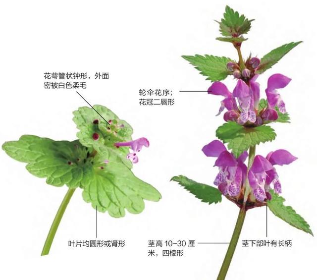 珍珠莲的功效与作用，也叫“接骨草”、“珍珠莲”