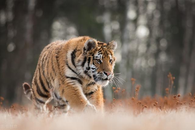 电光石火打一动物，石火光阴是啥动物（老虎用寒冬“天时”杀熊）