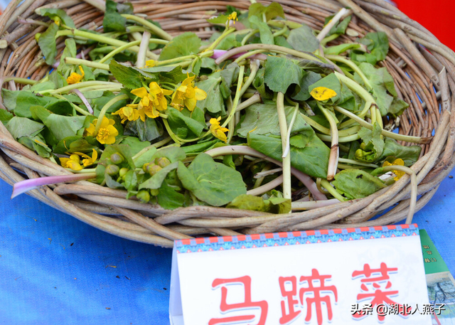 农村100种野菜图片，农村100种常见野菜（让你轻松认识各种野菜和吃法）