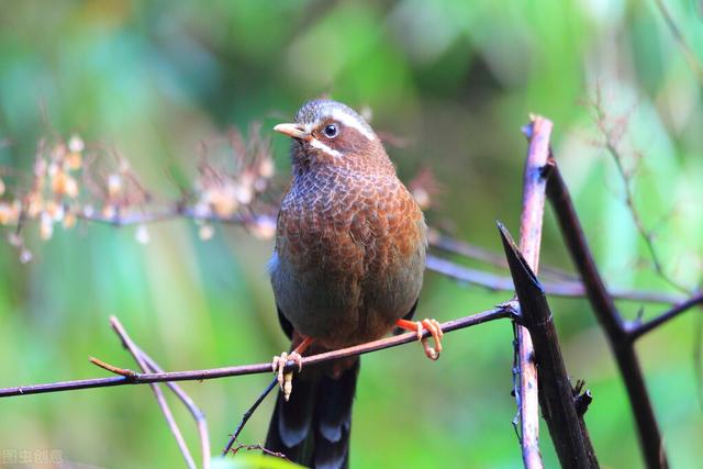 幼蝉的保存方法，幼蝉的保存方法是什么（画眉的生活习性）