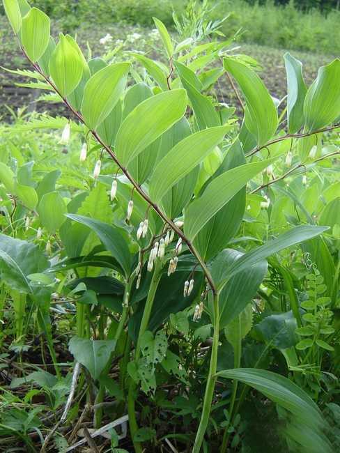 野菜的种类，野菜的种类名称及图片（120种野菜介绍）