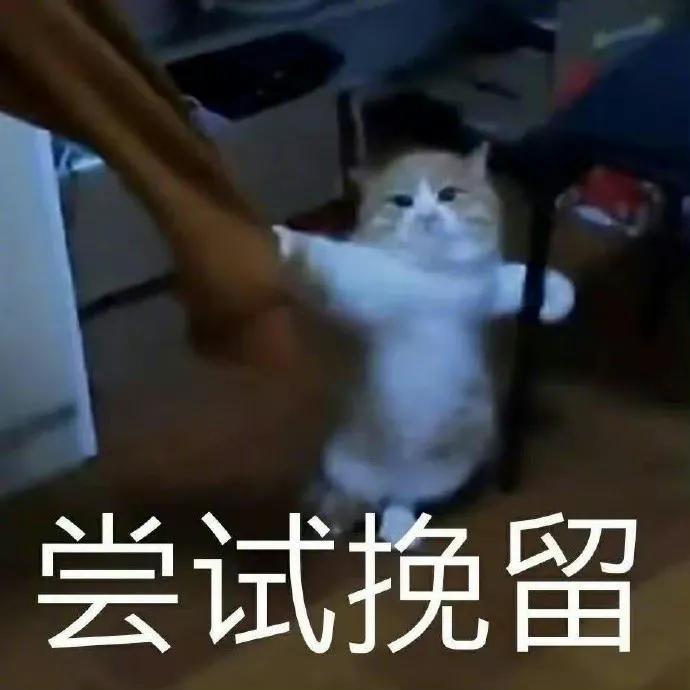 狗狗和猫的表情包，表情包：小猫小狗的表情包