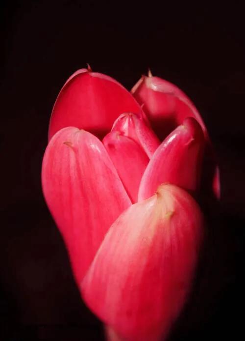 鲜花图片，鲜花图片下载 免费（分享图片：60款精美花卉图）