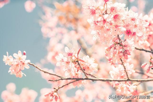 代表温暖的花语的花，送花再也不用愁了