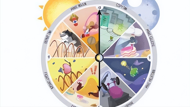 中午几点睡觉最佳时间，午睡一般几点睡最佳（医生告诉你：怎样午睡才科学）