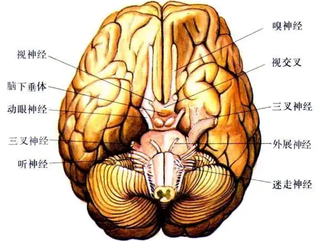 壁虎的寿命，壁虎的寿命有10年吗（为何能位居“五毒”之一）
