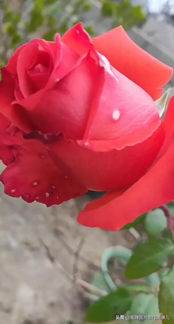 红玫瑰背景图，红玫瑰背景图ins（一朵朵玫瑰花绽放美丽的容颜）