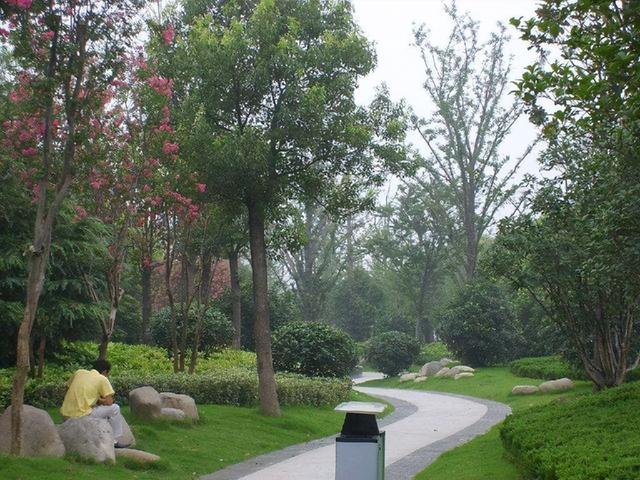 法国梧桐树苗多少钱一颗，法国梧桐树多少钱一棵（曾红极一时的7种“绿化树”）