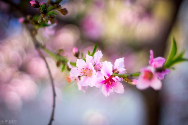 桃花扇简介，桃花扇简介及故事梗概长生殿（美人血染就的时代传奇）