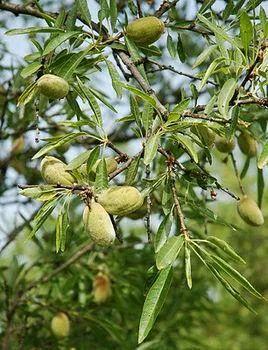 巴旦木是什么东西啊,巴旦木是干什么的(巴旦木是一种怎样的果树)