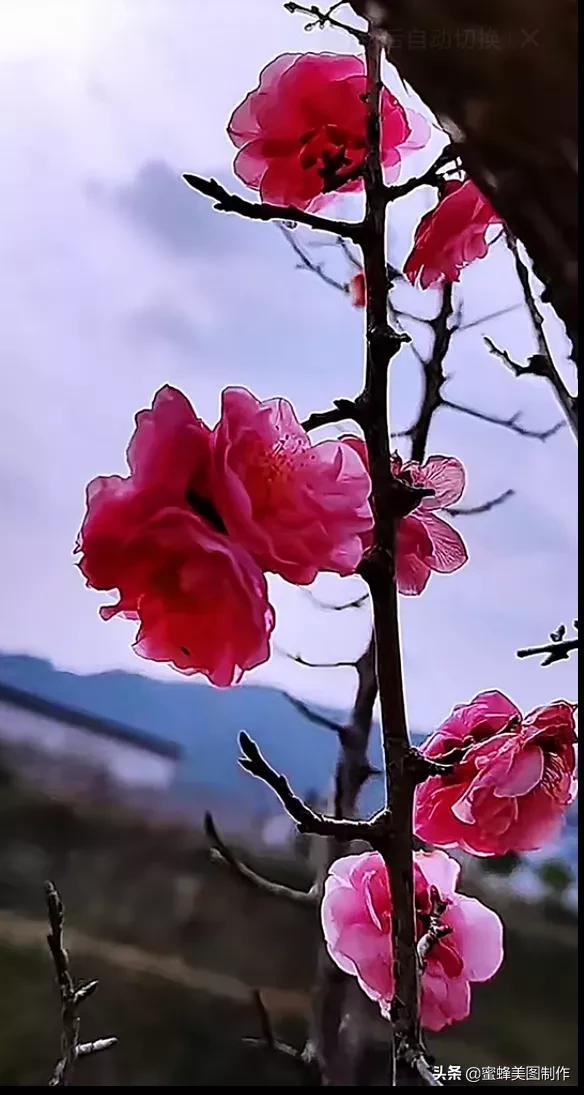 花草圖片,一花一世界(花草圖片自然風景)